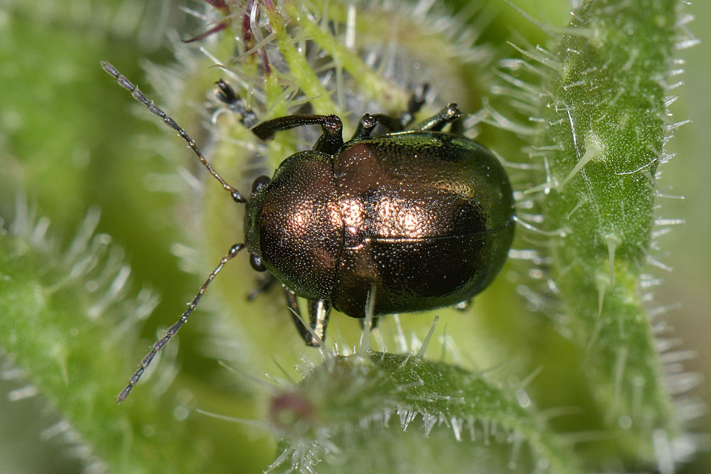 Chrysomelidae: Colasposoma dauricum